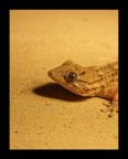 Prima che scappo...ssssscatta!! Prima che scappo...ssssscatta!!
