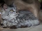 il mio micione il mio micione