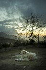 Lazy dog.. Lazy dog..