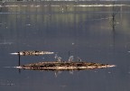 visti all'oasi sul trasimeno visti all'oasi sul trasimeno