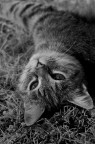 miao miao