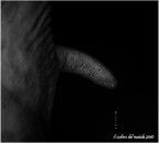 il codino del maiale