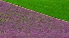 lavanda lavanda