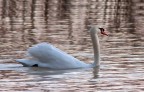 Cigno Cigno