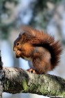 Scoiattolino #2