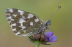 Pontia edusa Pontia edusa
