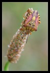 Cimice multicolor Cimice multicolor