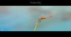 dragonfly dragonfly