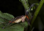 ...Mosca Scorpione...!!!