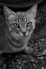 miao 2 miao 2