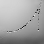 Nikon D80, micro 105 @ f16, 1/4 sec, 400 iso, treppiede