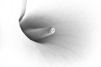 Soft white Soft white