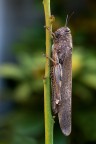 Anacridium aegyptium Anacridium aegyptium
