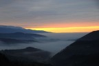 alba alba