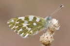 Pontia Edusa Pontia Edusa