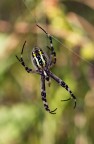 Argiope