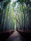 Bamboo path Bamboo path