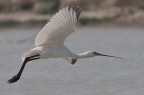 Spatola in volo Spatola in volo