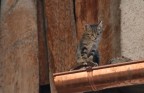 gattino curioso !!! gattino curioso !!!
