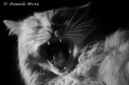 Sonno? Sonno?