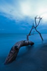 Tronchi a Marina di Alberese al crepuscolo Tronchi a Marina di Alberese al crepuscolo