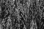 Foresta innevata