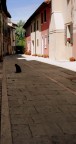 il curiosone il curiosone