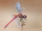 Sympetrum fonscolombi Sympetrum fonscolombi