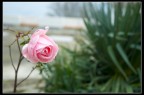 ultima rosa ultima rosa