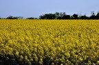 Campo Campo