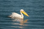 Pellicano Pellicano