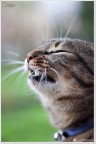 Yawning Yawning