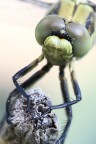 libellula faccia a faccia libellula faccia a faccia