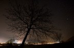 Black Tree Black Tree