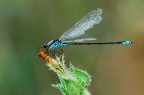 damigella testarossa damigella testarossa