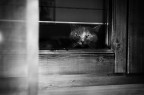 chat chat