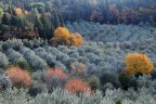 alberi alberi