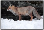 Volpe PNGP # 18