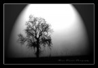 noir nella nebbia noir nella nebbia