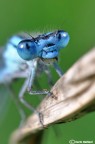 Enallagma cyathigerum Enallagma cyathigerum
