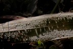 Sole illumina le goccioline Sole illumina le goccioline