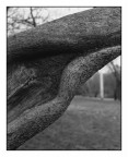 Legno Vivo