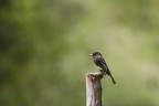 Black Phoebe Black Phoebe