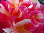 Rosa Rosa