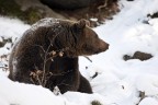 orso europeo orso europeo