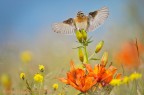 Volando tra i fiori Volando tra i fiori
