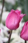 mon Jardin mon Jardin