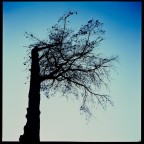 One Side Tree One Side Tree