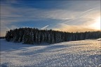 Ice Forests Ice Forests