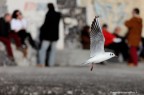 urban seagull urban seagull